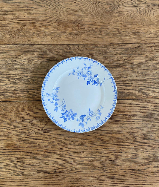 Little bird Sausière"Choisy le Roi"