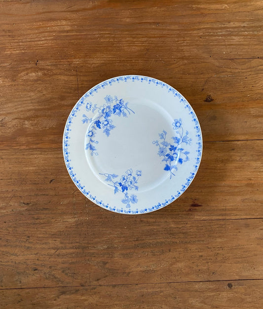 Little bird Sausière"Choisy le Roi"